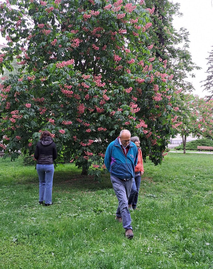People walk in a park beneath a flowering tree with pink blossoms and green leaves.